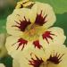 Nasturtium Orchid Cream Climbing Vine