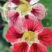 Tropaeolum Orchid Cream Climbing Vine