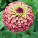 Zinnia Queeny Lime Red Flower Seeds