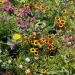 Sunny Annual Wild Flower Seeds