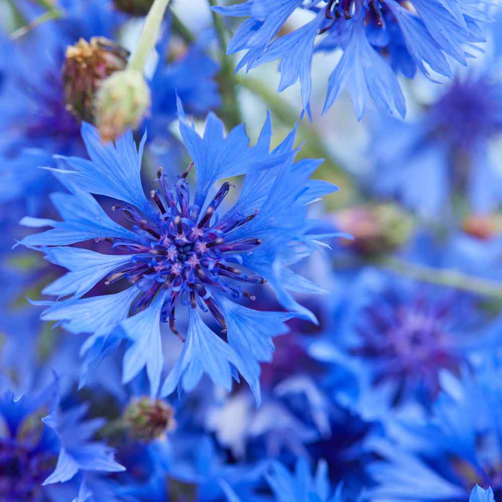 Blue Cornflower Plant