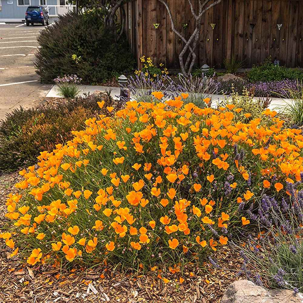 How to Grow and Care for California Poppy
