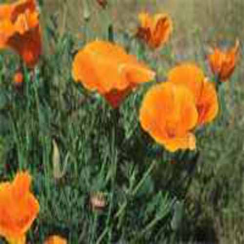 Poppy California Wild Flower Seeds 1 lb 337,000 Seeds  