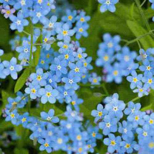 Outsidepride Chinese Forget Me Not Flower Seed - 1 lb