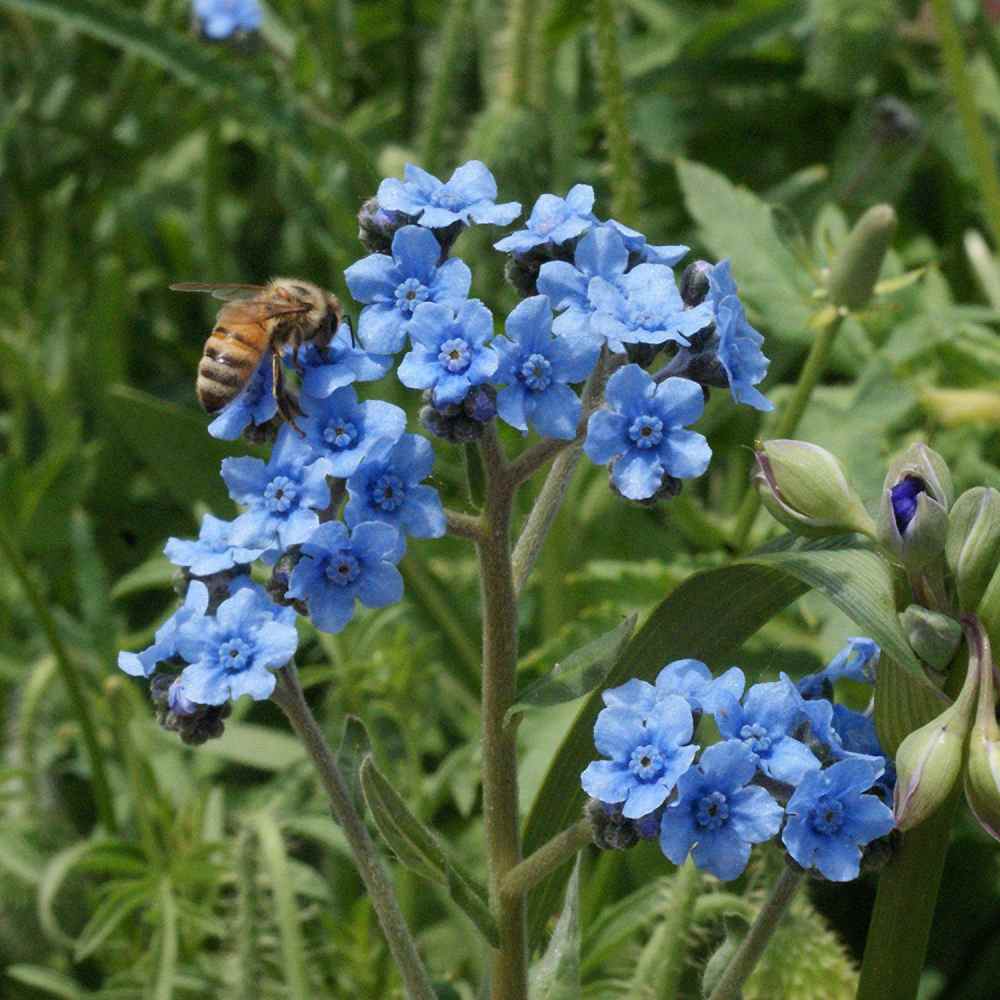 Chinese Forget Me Not Seeds – Vermont Wildflower Farm
