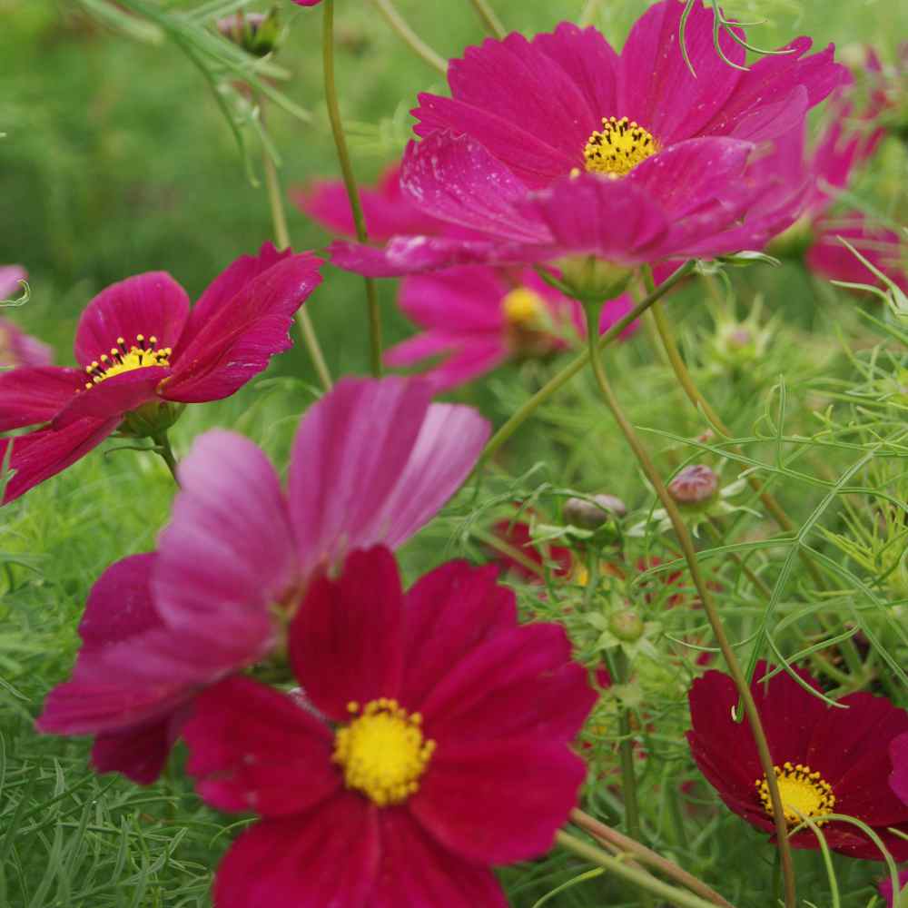 Cosmos Seed Cosmos Bipinnatus Sensation Dazzler Flower Seeds