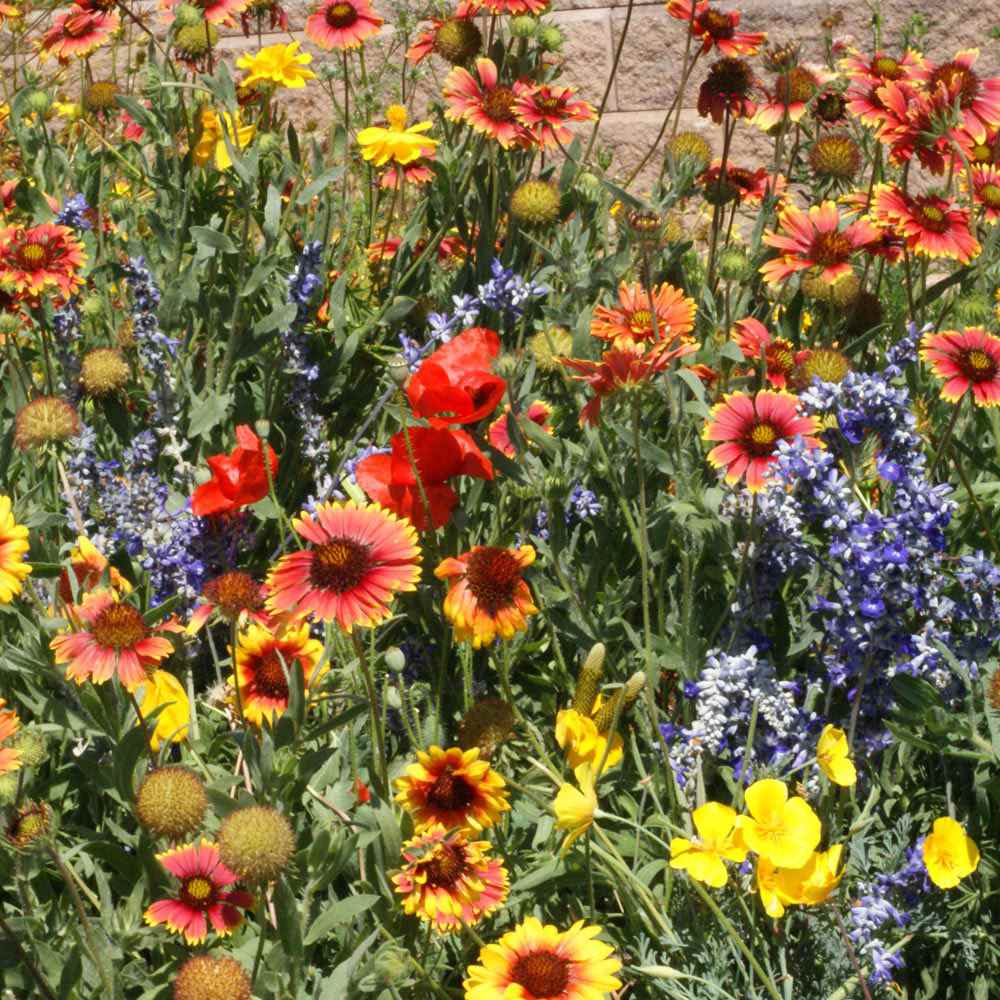 Download Dryland Wildflower Seed Mix