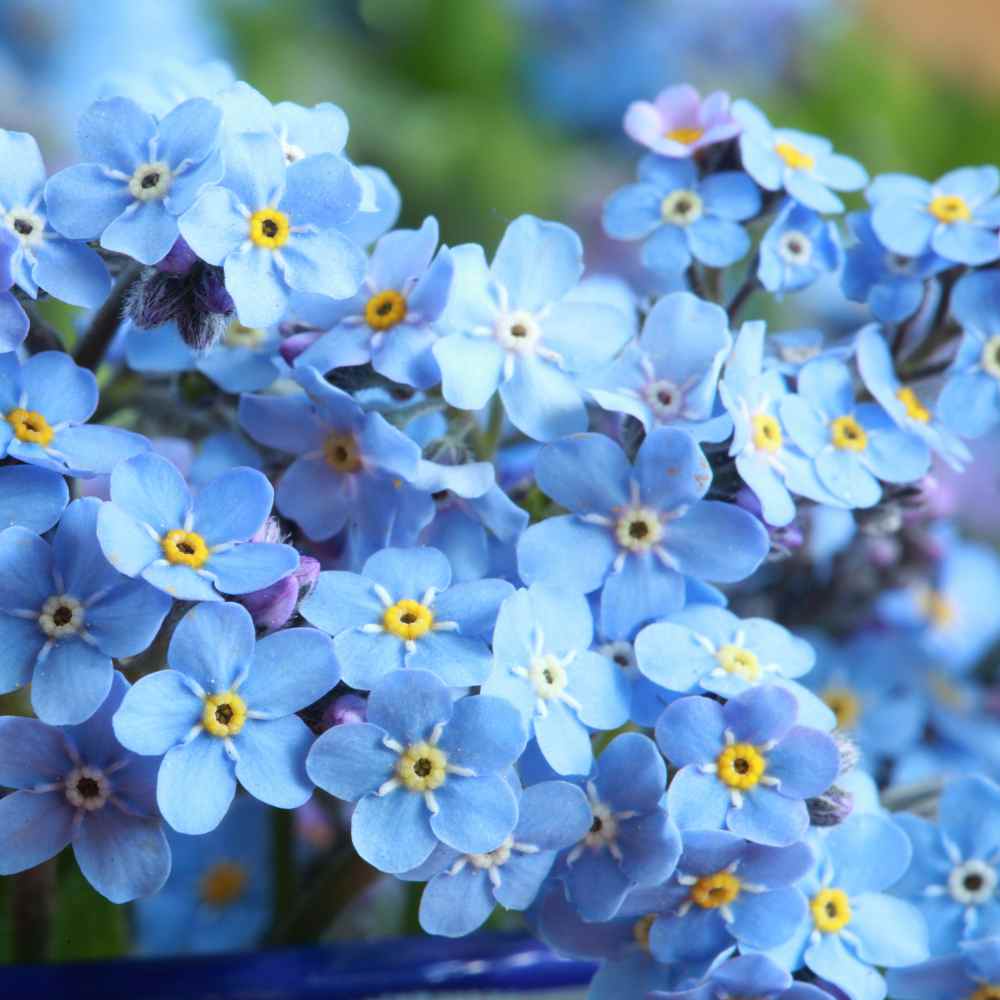  Forget Me Not Seeds for Planting - Myosotis Sylvatica Memorial  and Funeral Seeds for Remembrance Beautiful Blue Perennial Forget Me Not  Flowers Open Pollinated for Flower Gardens by Gardeners Basics 