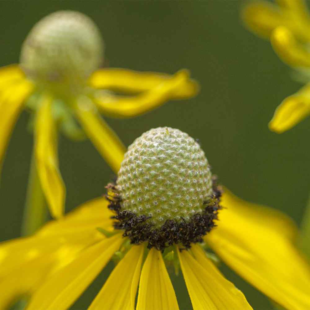 Outsidepride Carnation Yellow - 1000 Seeds