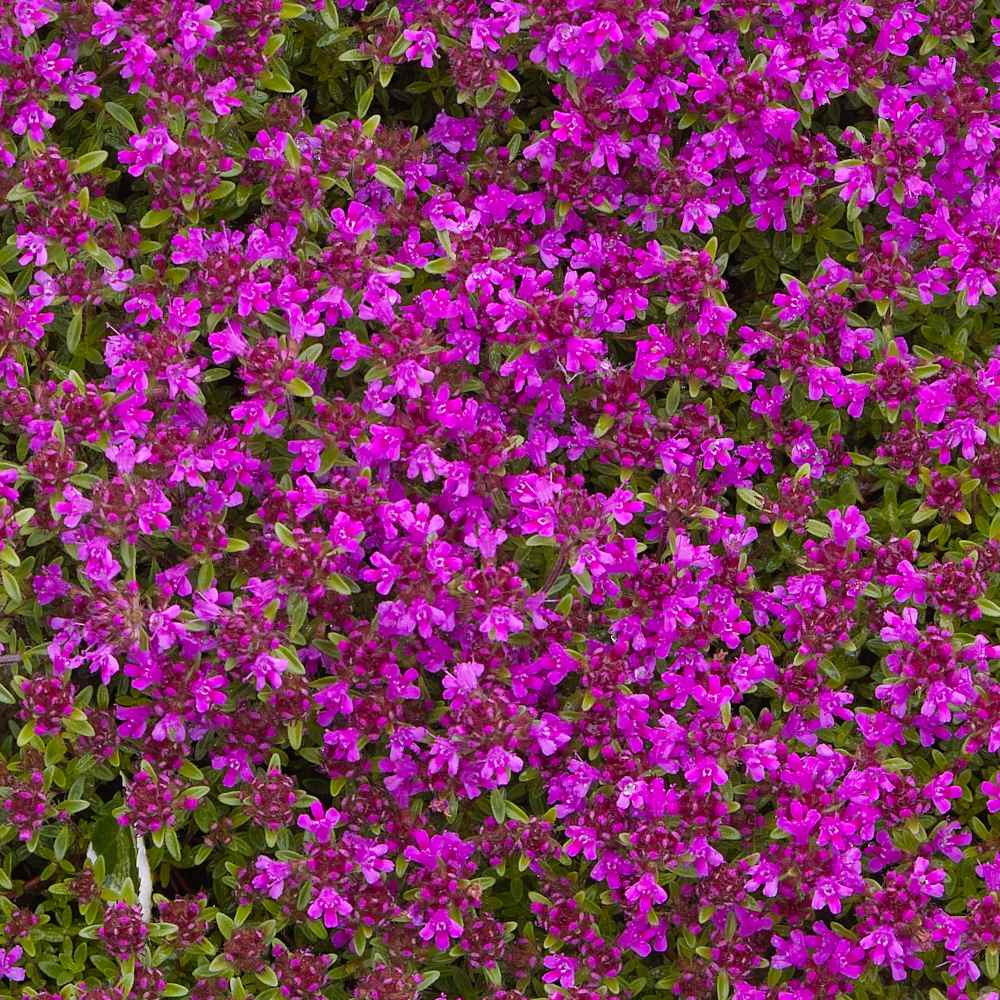 outsidepride magic carpet creeping thyme ground cover