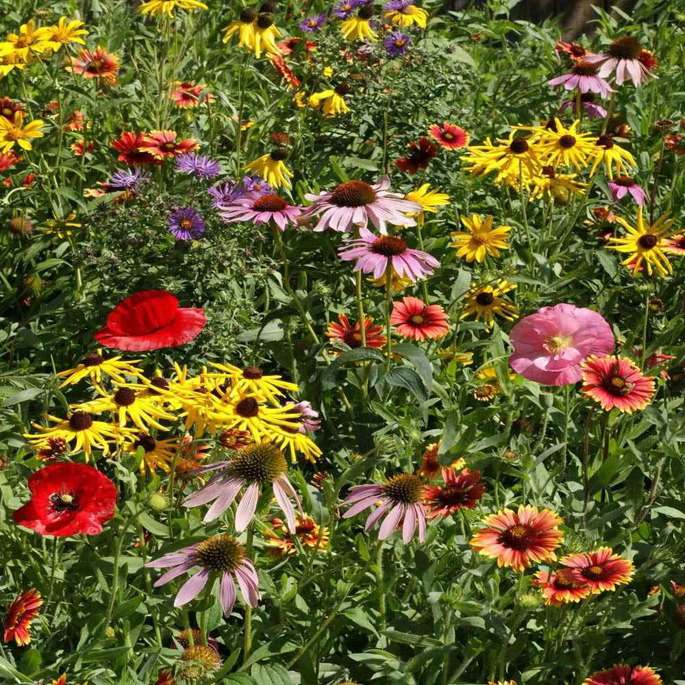 Midwest wildflower seed mix from Outsidepride.