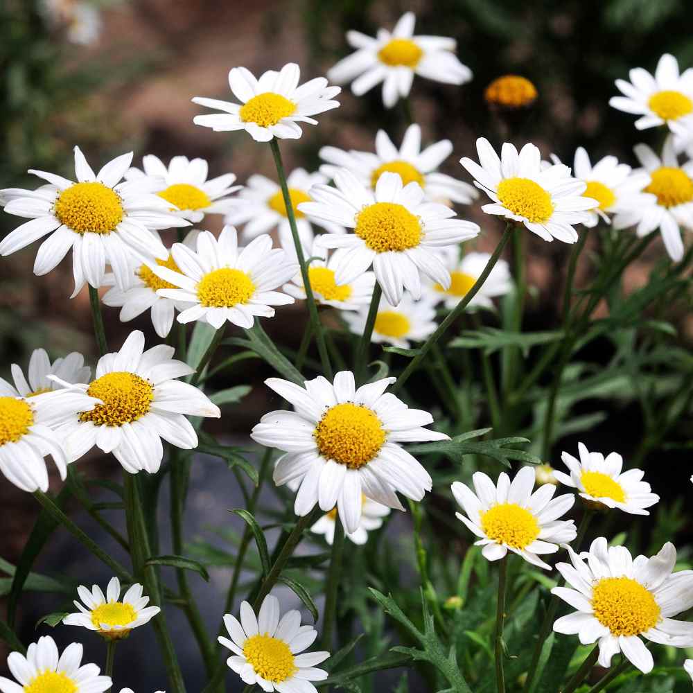 Oxeye Daisy Plants For Sale