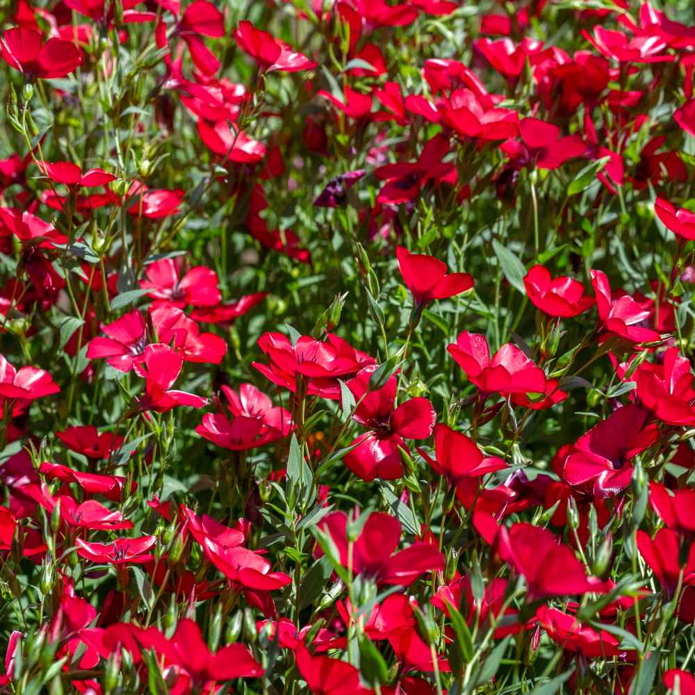 Semillas de flores silvestres de lino escarlata