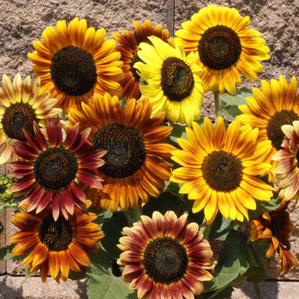 Sunflower Usernames
