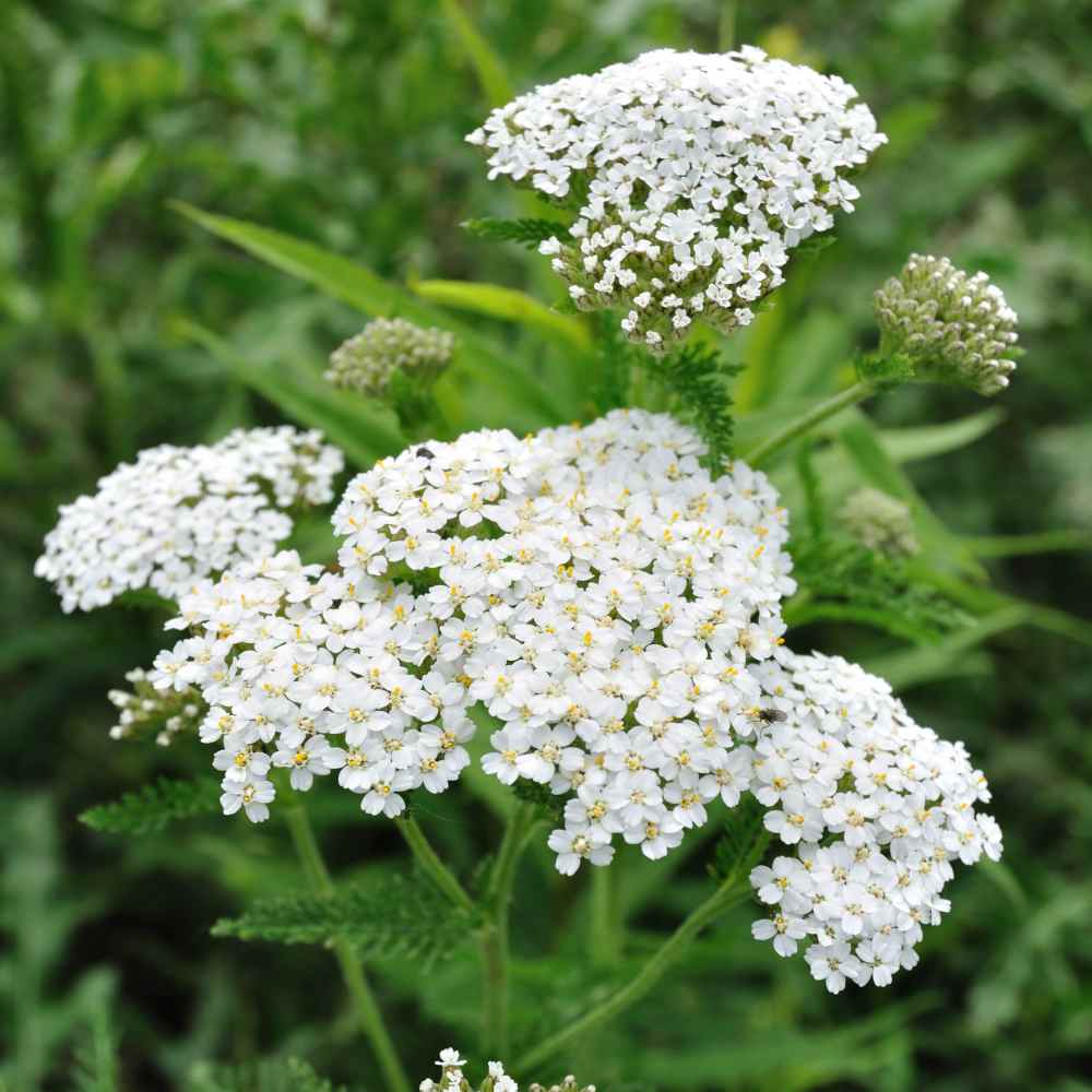 Yarrow Seed - White Yarrow Wildflower Seeds